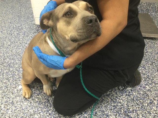 Shelter Stray Female Dog last seen Near BLOCK AVENUE 60, THERMAL, CA, 72050 Pet Land Pl, Thousand Palms, CA 92276, USA