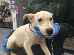 Shelter Stray Female Dog last seen Near BLOCK ARTHUR ST, MECCA, CA, 72050 Pet Land Pl, Thousand Palms, CA 92276, USA