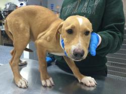 Shelter Stray Female Dog last seen Near BLOCK ARTHUR ST, MECCA, CA, 72050 Pet Land Pl, Thousand Palms, CA 92276, USA