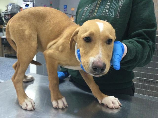 Shelter Stray Female Dog last seen Near BLOCK ARTHUR ST, MECCA, CA, 72050 Pet Land Pl, Thousand Palms, CA 92276, USA