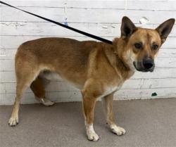 Shelter Stray Male Dog last seen Near BLOCK HARRIS, 333 Chandler Pl, San Bernardino, CA 92408, USA