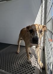 Shelter Stray Female Dog last seen DEL ROSA & PUMALO, 333 Chandler Pl, San Bernardino, CA 92408, USA