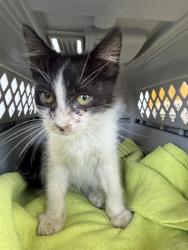 Shelter Stray Male Cat last seen Near BLOCK W CECIL AVE, DELANO CA 93215, 3951 Fruitvale Ave, Bakersfield, CA 93308, USA