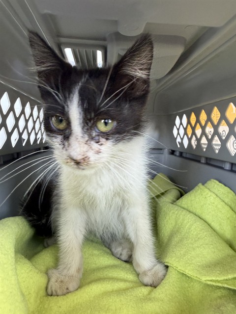 Shelter Stray Male Cat last seen Near BLOCK W CECIL AVE, DELANO CA 93215, 3951 Fruitvale Ave, Bakersfield, CA 93308, USA