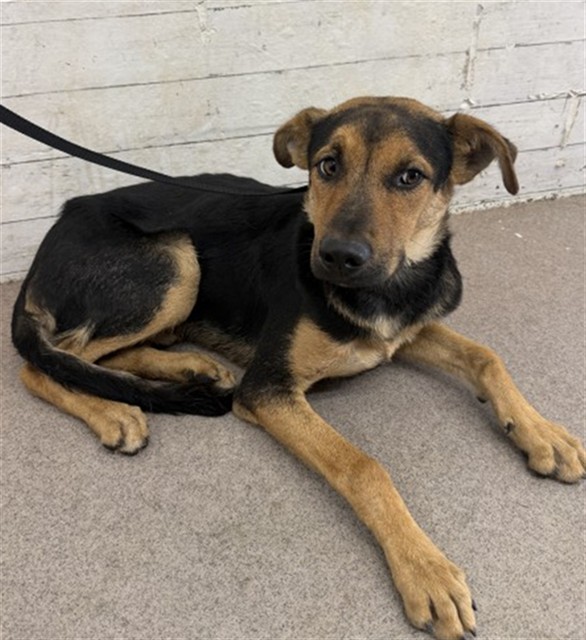 Shelter Stray Male Dog last seen Near BLOCK RIALTO AVE, 333 Chandler Pl, San Bernardino, CA 92408, USA