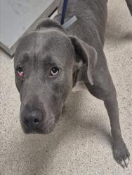 Shelter Stray Male Dog last seen Near BLOCK UNION AVE, BAKERSFIELD CA 93301, 3951 Fruitvale Ave, Bakersfield, CA 93308, USA