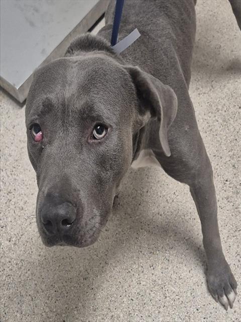 Shelter Stray Male Dog last seen Near BLOCK UNION AVE, BAKERSFIELD CA 93301, 3951 Fruitvale Ave, Bakersfield, CA 93308, USA