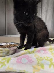 Shelter Stray Female Cat last seen Near, 5001 E Raymond St, Indianapolis, IN 46203, USA