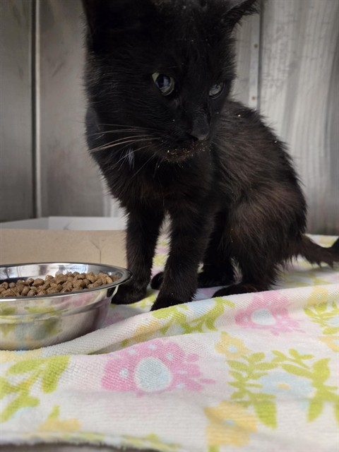 Shelter Stray Female Cat last seen Near, 5001 E Raymond St, Indianapolis, IN 46203, USA