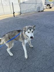 Shelter Stray Male Dog last seen Near BLOCK SHERWOOD AVE, WASCO CA 93280, 3951 Fruitvale Ave, Bakersfield, CA 93308, USA
