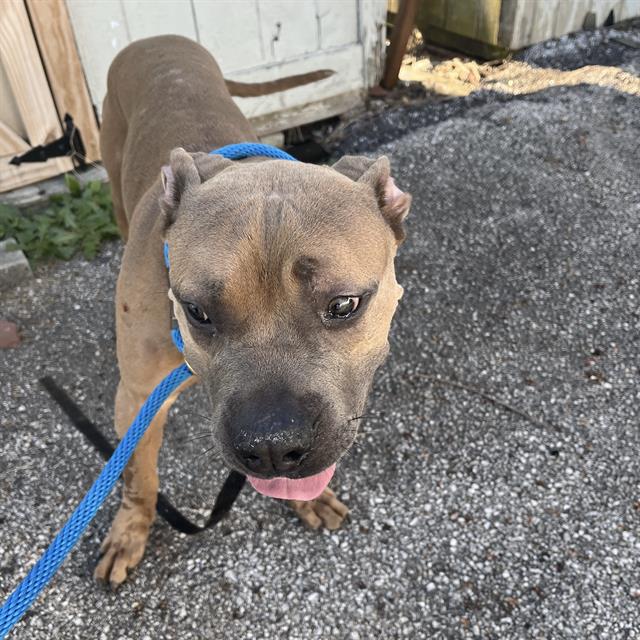 Shelter Stray Male Dog last seen Near, 5001 E Raymond St, Indianapolis, IN 46203, USA