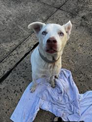 Found/Stray Male Dog last seen Pulaski Rd north of I295, Jacksonville, FL 32218