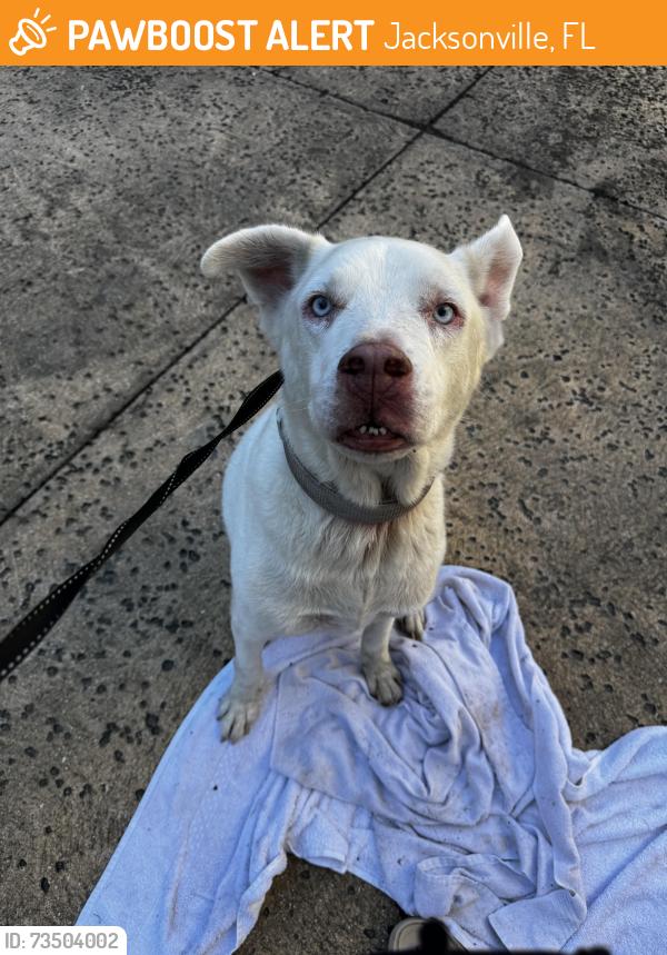 Found/Stray Male Dog last seen Pulaski Rd north of I295, Jacksonville, FL 32218