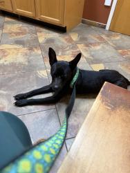 Found/Stray Male Dog last seen Ontario Place and ware dr, West Palm Beach, FL 33409