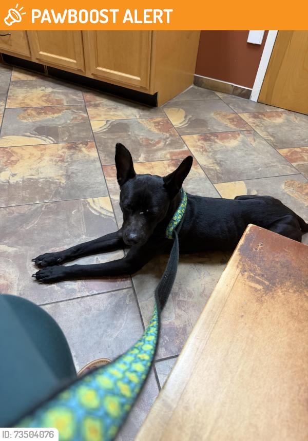 Found/Stray Male Dog last seen Ontario Place and ware dr, West Palm Beach, FL 33409