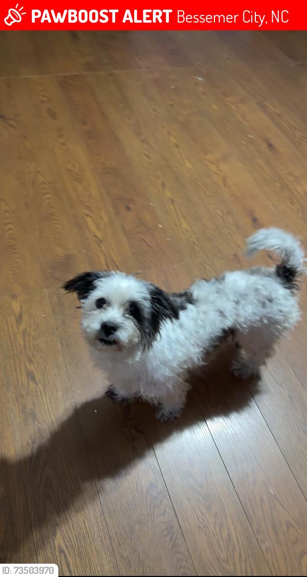 Lost Male Dog last seen Maine ave rd, Bessemer City, NC 28016