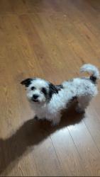 Lost Male Dog last seen Maine ave rd, Bessemer City, NC 28016