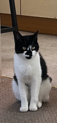 Lost Female Cat last seen Lion meadow, Steeple Bumpstead, England CB9 7BY