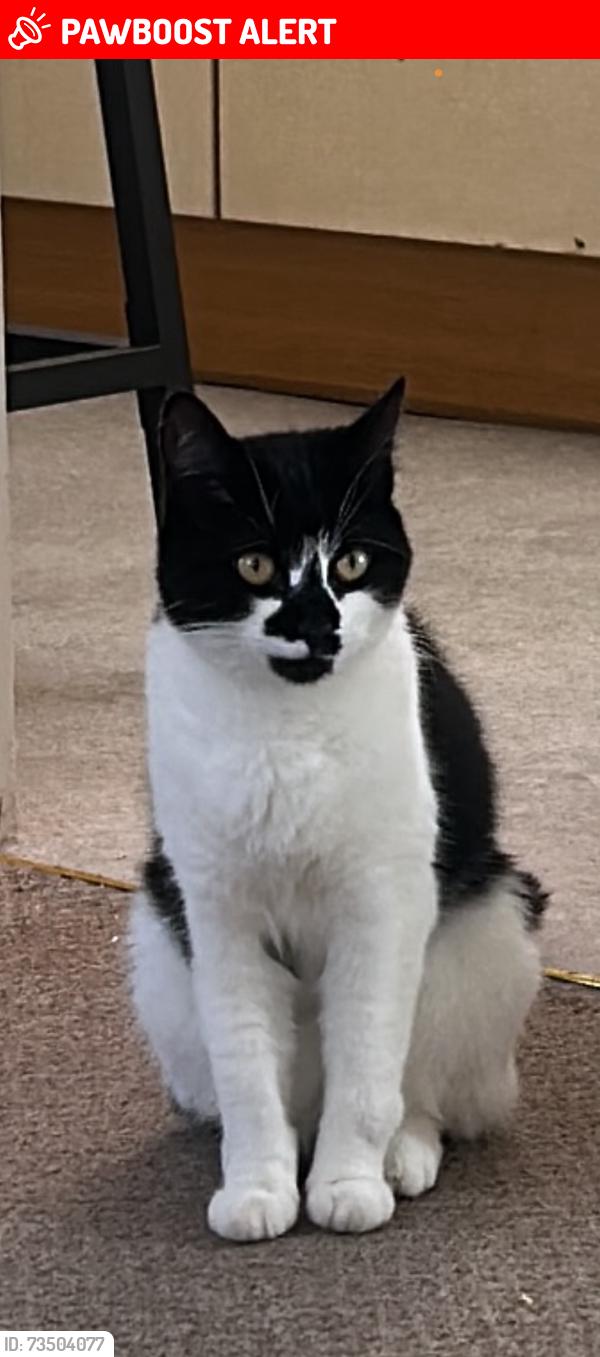 Lost Female Cat last seen Lion meadow, Steeple Bumpstead, England CB9 7BY