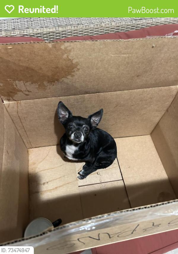 Reunited Female Dog last seen near cerritos college, Cerritos, CA 90703