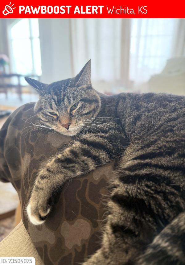 Lost Female Cat last seen 29th and Maize Rd, Wichita, KS 67205