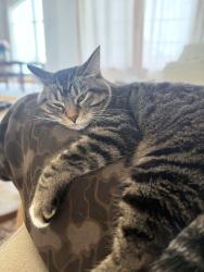 Lost Female Cat last seen 29th and Maize Rd, Wichita, KS 67205