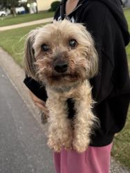 Reunited Female Dog last seen Broomsgrove Drive, Fayetteville, NC 28306