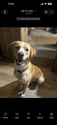 Lost Male Dog last seen Channel bridge, down town St. Andrew, Panama City, FL 32405