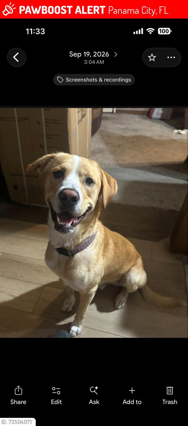 Lost Male Dog last seen Channel bridge, down town St. Andrew, Panama City, FL 32405