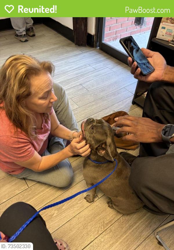 Reunited Female Dog last seen Dodie and Manhattan Beach Blvd., El Camino Village, El Camino Village, CA 90260