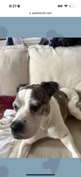 Reunited Female Dog last seen Washington and Baronne, New Orleans, LA 70113