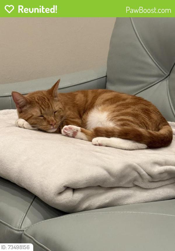 Reunited Male Cat last seen Royal and S Norfolk, San Mateo, CA 94401