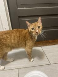 Reunited Unknown Cat last seen Near to Big Cat restaurant, Raleigh, NC 27604