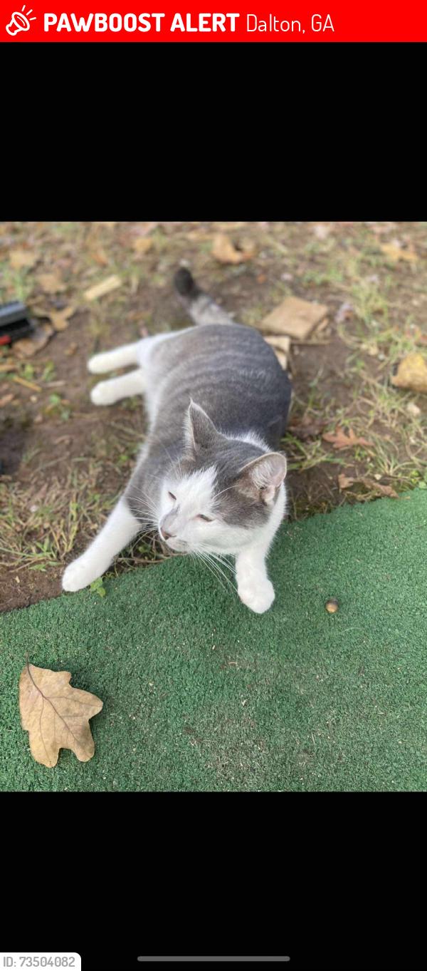 Lost Male Cat last seen Bethel Church Rd, Dalton, GA 30721