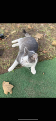 Lost Male Cat last seen Bethel Church Rd, Dalton, GA 30721