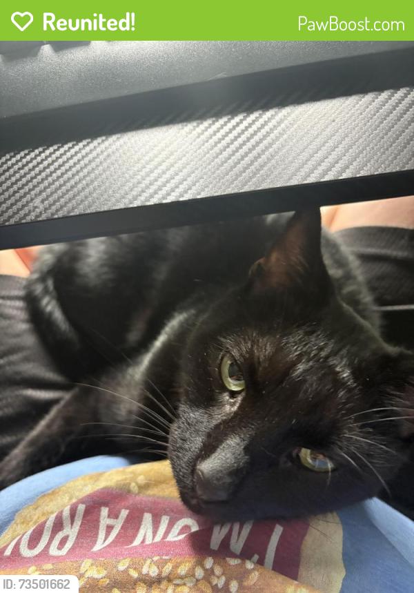 Reunited Male Cat last seen James St, Salemburg, NC 28385