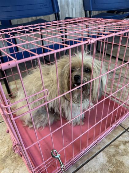 Shelter Stray Unknown Dog last seen CR 105, Williamson County, TX, 1855 SE Inner Loop, Georgetown, TX 78626, USA
