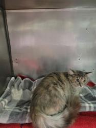 Shelter Stray Unknown Cat last seen Lantern Rd and Apple Dr, Fishers City, IN, 10501 Hague Rd, Fishers, IN 46038, USA