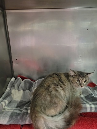 Shelter Stray Unknown Cat last seen Lantern Rd and Apple Dr, Fishers City, IN, 10501 Hague Rd, Fishers, IN 46038, USA