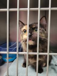 Shelter Stray Female Cat last seen Lantern Rd and Apple Dr, Fishers City, IN, 10501 Hague Rd, Fishers, IN 46038, USA