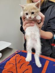 Shelter Stray Male Cat last seen White Rock Rd at Mills Tower Dr, Rancho Cordova, CA, 6201 Florin Perkins Rd, Sacramento, CA 95828, USA