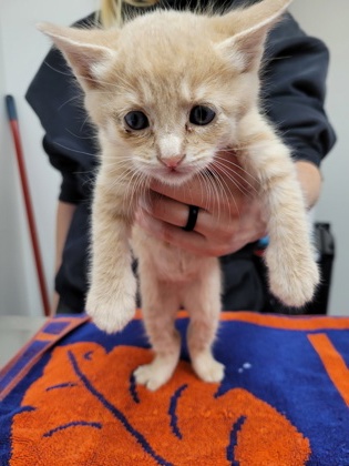 Shelter Stray Male Cat last seen White Rock Rd at Mills Tower Dr, Rancho Cordova, CA, 6201 Florin Perkins Rd, Sacramento, CA 95828, USA