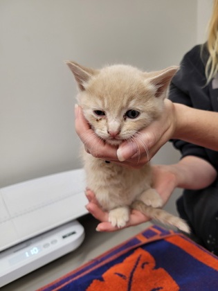 Shelter Stray Male Cat last seen White Rock Rd at Mills Tower Dr, Rancho Cordova, CA, 6201 Florin Perkins Rd, Sacramento, CA 95828, USA