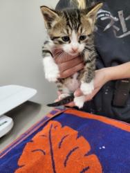 Shelter Stray Male Cat last seen White Rock Rd at Mills Tower Dr, Rancho Cordova, CA, 6201 Florin Perkins Rd, Sacramento, CA 95828, USA