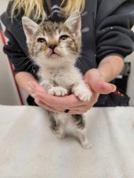 Shelter Stray Male Cat last seen Nut Plains Dr at Ellenwood Ave, Rancho Cordova, CA, 6201 Florin Perkins Rd, Sacramento, CA 95828, USA