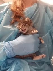 Shelter Stray Male Cat last seen Fig Street and Circuit Drive, Roseville City, CA, 200 Tahoe Ave, Roseville, CA 95678, USA