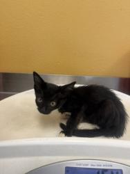 Shelter Stray Female Cat last seen Mimosa, 75149, TX, 1650 Gross Rd, Mesquite, TX 75149, USA