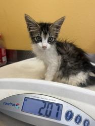 Shelter Stray Female Cat last seen Mimosa, 75149, TX, 1650 Gross Rd, Mesquite, TX 75149, USA