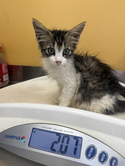 Shelter Stray Female Cat last seen Mimosa, 75149, TX, 1650 Gross Rd, Mesquite, TX 75149, USA