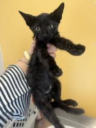 Shelter Stray Female Cat last seen Mimosa, 75149, TX, 1650 Gross Rd, Mesquite, TX 75149, USA